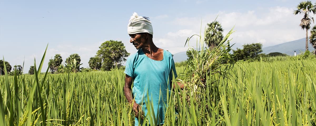 United Nations’ Report on Food Security & Nutrition Highlights Troubling Trends in Asia