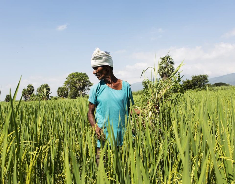 United Nations’ Report on Food Security & Nutrition Highlights Troubling Trends in Asia